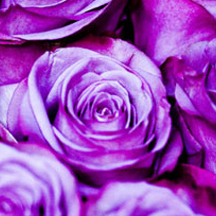 点卡批发市场的在线短信网页版免费版